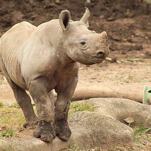 Dec. 2017 - Rhino Reserve - Kendi