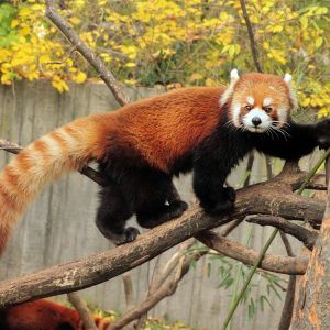 Dec. 2017 - Red Panda