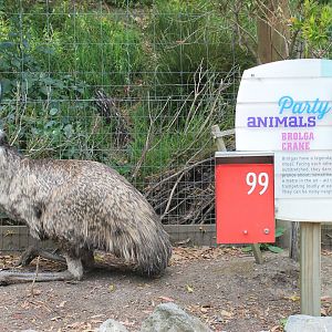 Emu with an identity crisis