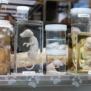 display specimens at the zoo hospital