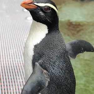 Fiordland Crested Penguin (Eudyptes pachyrhynchus)
