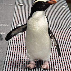 Fiordland Crested Penguin (Eudyptes pachyrhynchus)