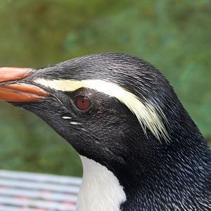 Fiordland Crested Penguin (Eudyptes pachyrhynchus)