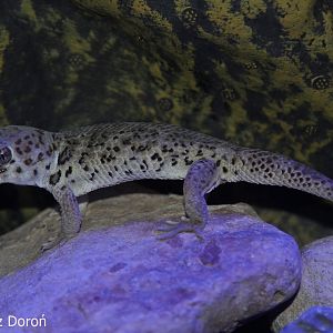 Frog-eyed Gecko (Teratoscincus scincus), December 2017