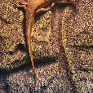 Oriental Brown-sided Skink (Eutropis multifasciata) ad with youngs, December 2017