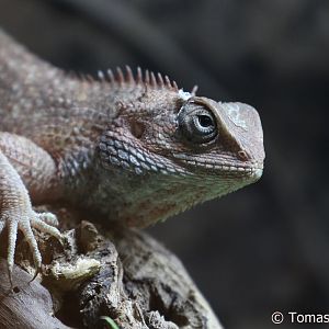 Oriental Garden Lizard (Calotes versicolor), male; December 2017