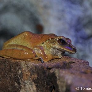 Golden Tree Frog (Polypedates leucomystax), December 2017