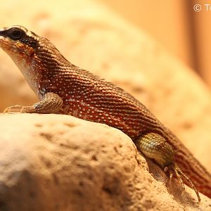 Haitian Curly-tailed Lizard (Leiocephalus personatus), male; December 2017