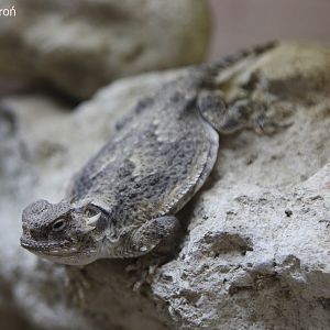 Desert Horned Lizard (Phrynosoma platyrhinos); December 2017