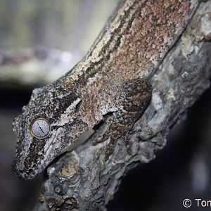 Gargoyle Gecko (Rhacodactylus auriculatus); December 2017