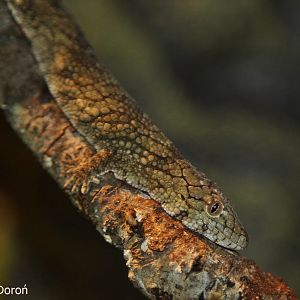 Vieillard's Chamaeleon Gecko (Eurydactylodes vieillardi); December 2017