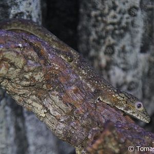 Bauer's Chamaeleon Gecko (Eurydactylodes agricolae), December 2017