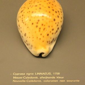 Cypraea tigris