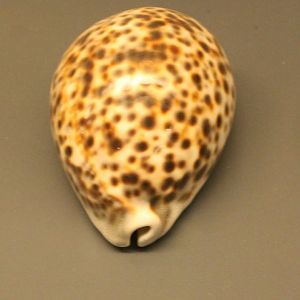 Cypraea tigris
