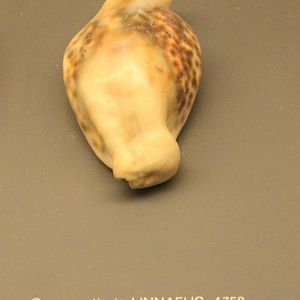 Cypraea tigris - Deformed