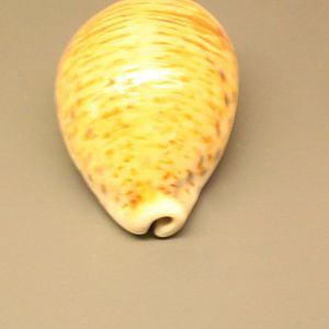 Cypraea tigris
