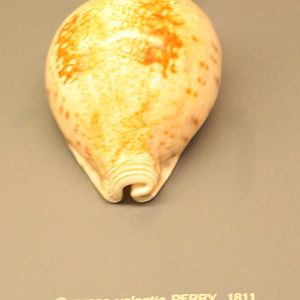 Cypraea valentia