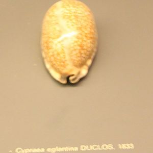 Cypraea eglantina