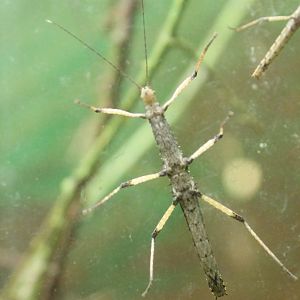 Stick insect - Species