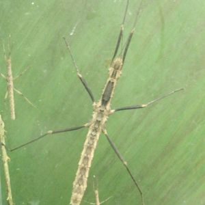 Stick insects - Species