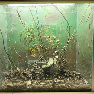 Enclosure Stick insect