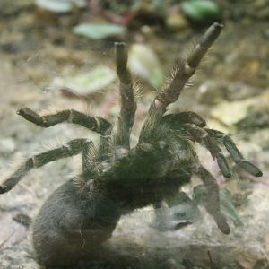 Curlyhair tarantula - Brachypelma albopilosum