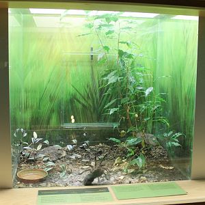 Enclosure Curlyhair tarantula