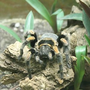 Red-knee tarantula - Brachypelma smithi