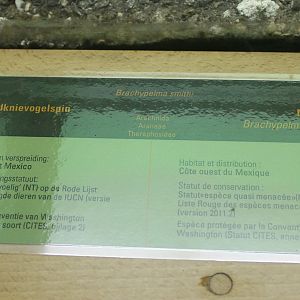 Sign Red-knee tarantula