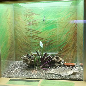 Enclosure Red-knee tarantula