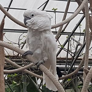 White cockatoo