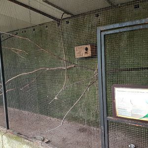 Rainbow lorikeet-aviary