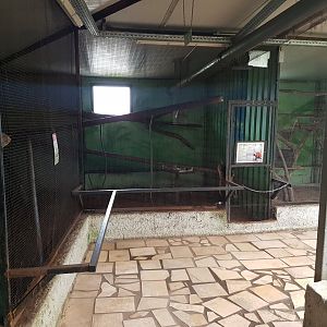 Indoor-enclosure Red ruffed lemur