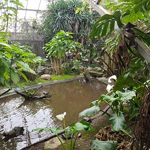 Pond Tropical House