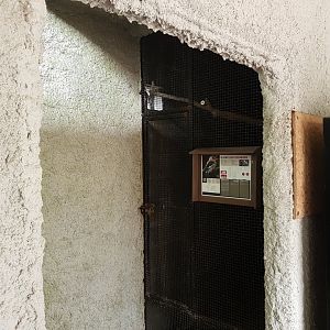 Indoor-aviary Blue-winged kookaburra