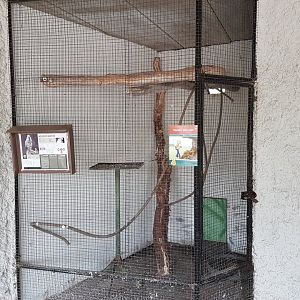 Indoor-aviary Salmon-crested cockatoo