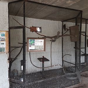 Indoor-aviaries Eclectus and Vasa parrots