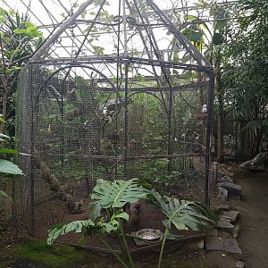 Aviary White-crested laughing-thrush