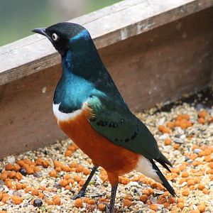 Superb starling