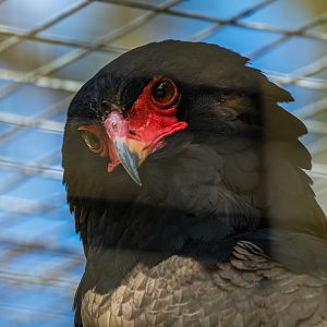 Bateleur Eagle