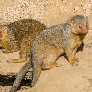 Dwarf Mongoose in the Kopje