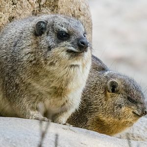 South African Rock Hyrax in the Kopje