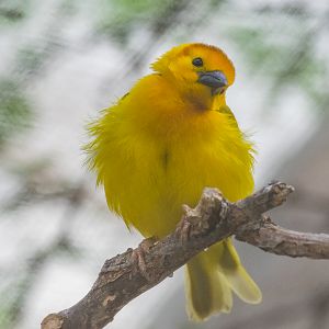 Taveta Golden Weaver in the Kopje