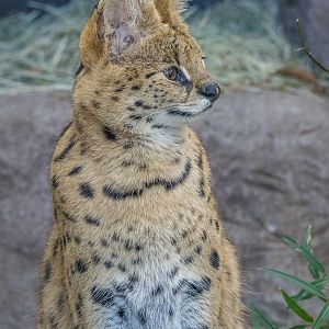 Serval in the Kopje. Female named Onshe.
