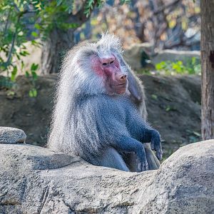 Hamadryas Baboon in the Ethiopian Highlands.