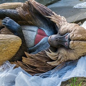 Gelada statue waiting to be installed.