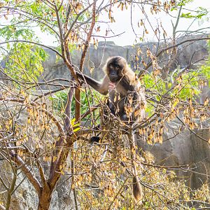 Gelada in the trees in the Ethiopian Highlands.