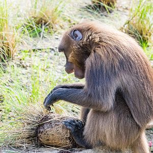 Gelada destroying the grass that was just planted. Ethiopian Highlands.