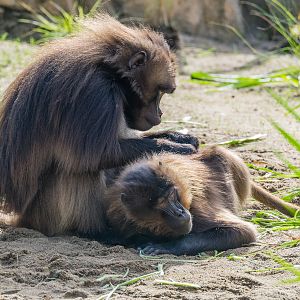 Geladas grooming. Ethiopian Highlands.