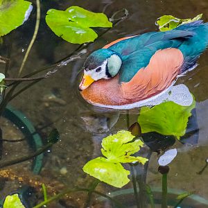 African Pygmy Goose.